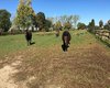 Reiterhof Wesel  Gro�e Anzahl aktueller Bauernh�user, Bauernh�fe, Reiterh�fe, alte M�hlen - hier finden auch Sie IHR Bauernhaus, Bauernhof, Reiterhof oder alte M�hle!